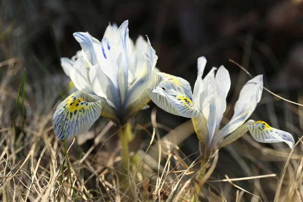 Ramo Flores Iris Azules Hierba — Foto de Stock