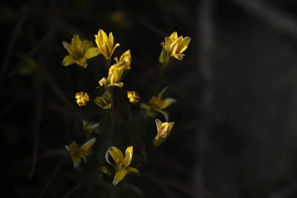 Muster Kleiner Wildblumen Mit Blättern Frühling — Stockfoto