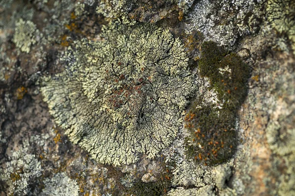 Μακροεντολή Φωτογραφία Αφηρημένη Lichen Μοτίβο Στην Πέτρα — Φωτογραφία Αρχείου