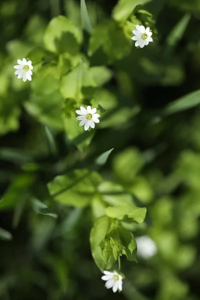 Μοτίβο Μικρών Ανοιξιάτικων Άγριων Λουλουδιών Φύλλα — Φωτογραφία Αρχείου