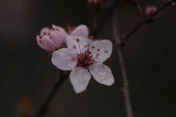 Ein Zweig Eines Pflaumenbaumes Mit Rosa Blüten — Stockfoto