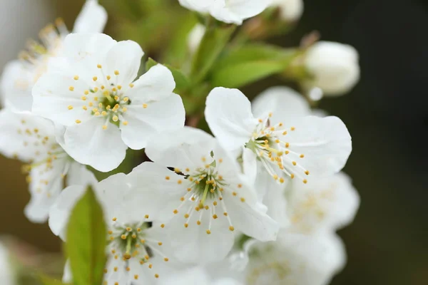 stock image white spring cherry blossom close-up. spring garden