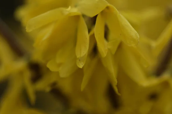 Żółta Forsycja Kwitnie Bliska Wiosenny Ogród Makro Zdjęcie — Zdjęcie stockowe