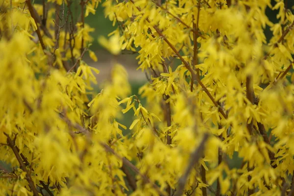 Sarı forsythia çiçeği, yakın plan. bahar bahçesi makro fotoğrafı