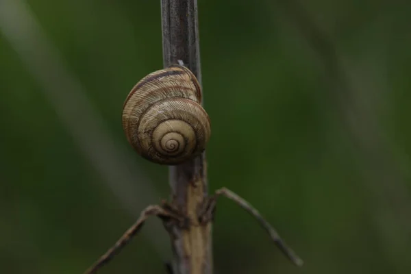 Snail Twig Green Background — Stock Photo, Image
