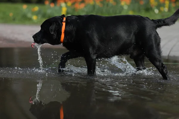 Leuke Zwarte Labrador Retriever Spelen Plas Het Park — Stockfoto