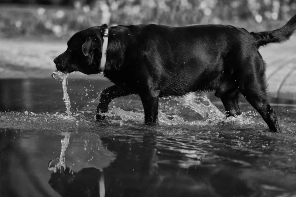 Roztomilý Černý Labrador Retrívr Hraje Louži Parku — Stock fotografie