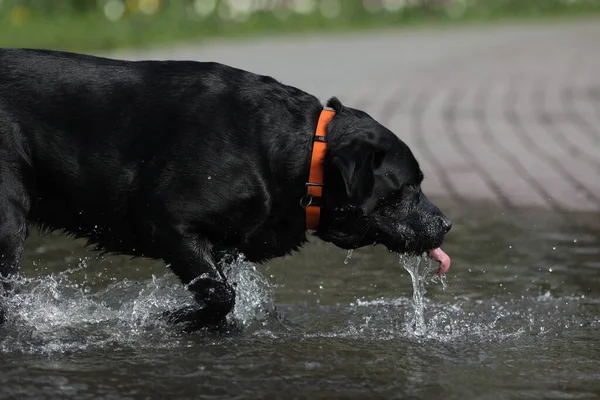 Leuke Zwarte Labrador Retriever Spelen Plas Het Park — Stockfoto