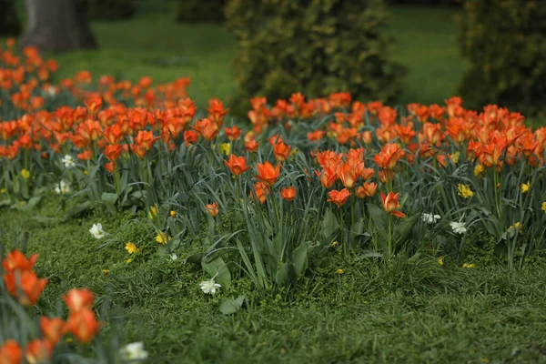 field of multicolored tulips, pattern of spring flowers