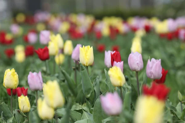 field of multicolored tulips, pattern of spring flowers