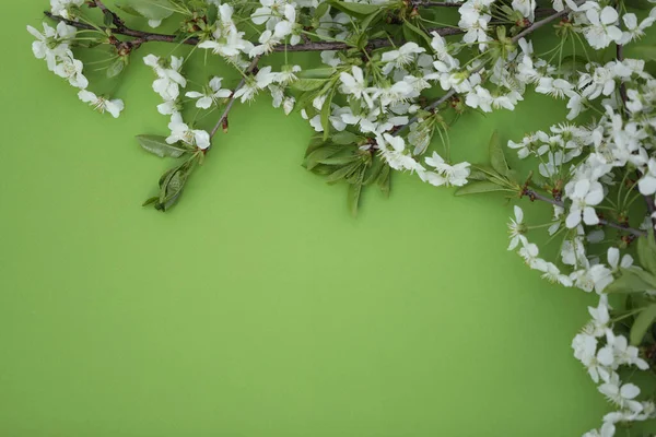 Kiraz Çiçeği Çerçeveli Yeşil Arkaplan Kopyalama Alanı — Stok fotoğraf
