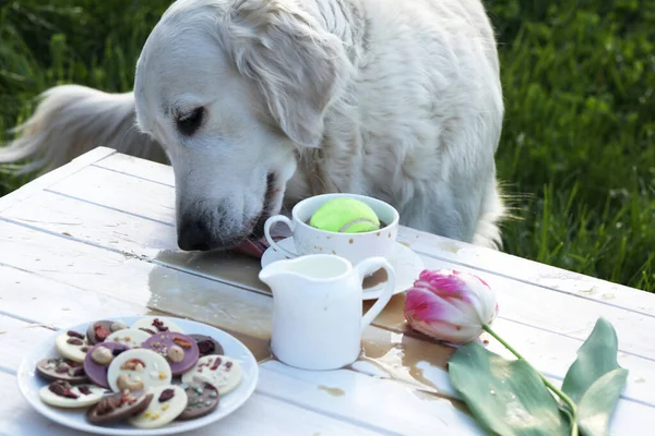 Bir Köpek Piknik Masasına Bir Fincan Kahve Masada Bir Lale — Stok fotoğraf