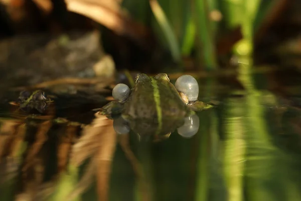 Grüner Essbarer Frosch Wasser Mit Gras — Stockfoto