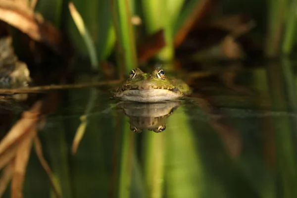 Yeşil Yenilebilir Kurbağa Çimenli Suda — Stok fotoğraf