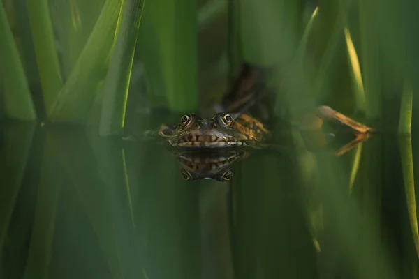 Зеленая Съедобная Лягушка Воде Травой — стоковое фото