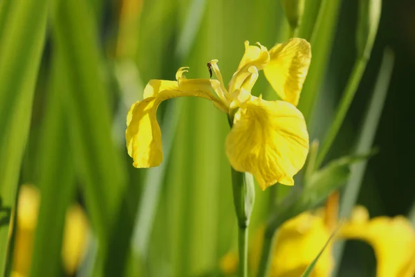 stock image yellow iris flowers on green background with copy space