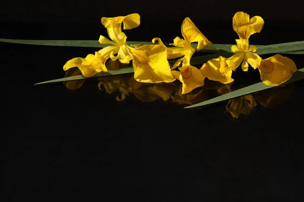 Κίτρινα Άνθη Ίριδας Μαύρο Φόντο Χώρο Αντίγραφο — Φωτογραφία Αρχείου