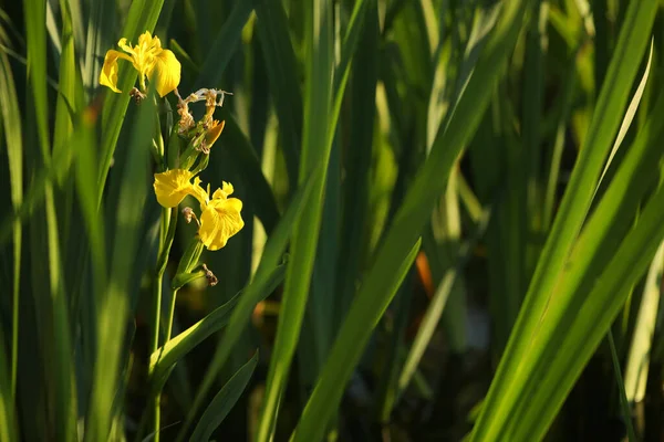 Yeşil Zemin Üzerinde Sarı Iris Çiçekleri Kopyalama Alanı Ile Stok Fotoğraf