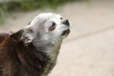 Chihuahua cinsinin çok yaşlı gri saçlı şirin köpeği.