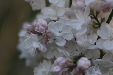 branch of lilac flowers in the spring garden