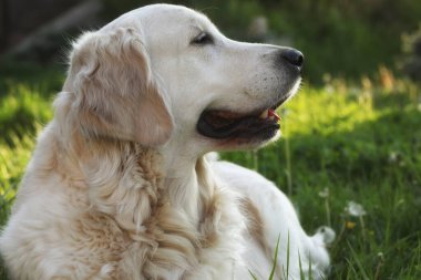 Bahçedeki güzel golden retriever köpeği. Açık hava yaşam tarzı