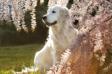 Bahçedeki güzel golden retriever köpeği. Açık hava yaşam tarzı