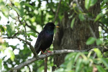 Ağaç dallarında siyah sığırcık.