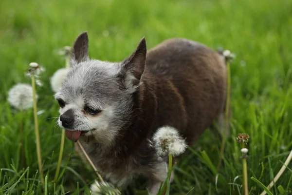 Muy Viejo Canoso Lindo Perro Raza Chihuahua — Foto de Stock