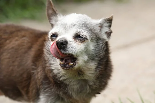 Muito Velho Cão Bonito Cabelos Grisalhos Raça Chihuahua — Fotografia de Stock