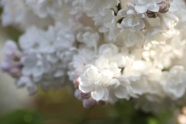 Branch Lilac Flowers Spring Garden — стоковое фото