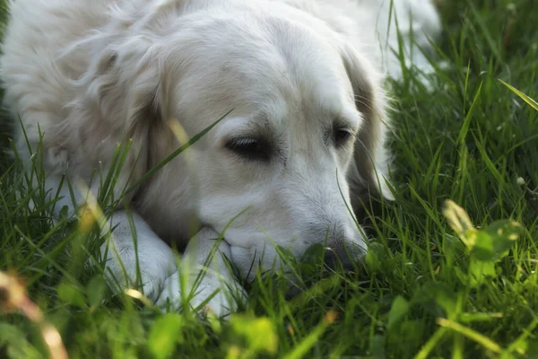 Bahçedeki Güzel Golden Retriever Köpeği Açık Hava Yaşam Tarzı — Stok fotoğraf