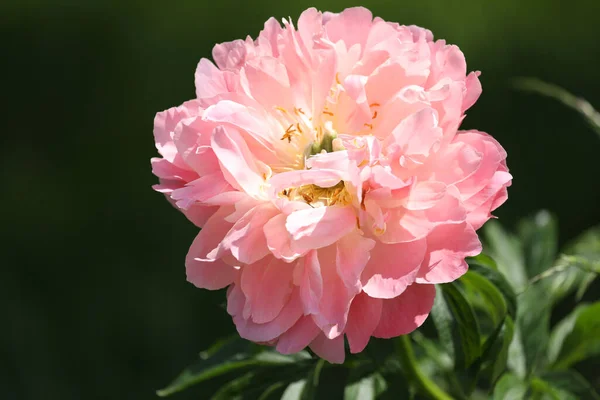 Bright Peony Flower Summer Garden — Stock Photo, Image