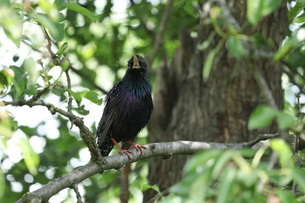 stock image Black common starling in the tree branches outdoor