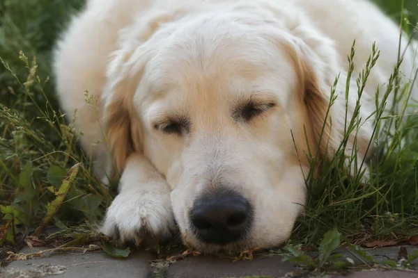 花园里漂亮的金毛猎犬 室外生活方式 — 图库照片