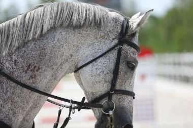 Şov atlama yarışmasında at binicisi ve binici