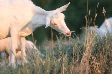 Çayırda çimenli şirin bir keçi. Keçilerle dolu açık hava manzarası