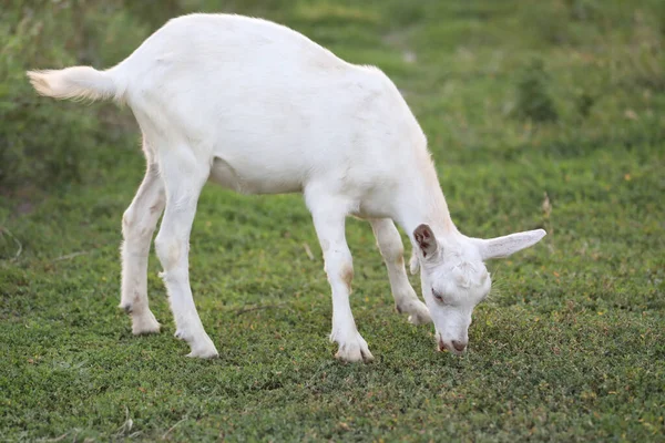 Słodka Koza Letniej Łące Trawą Krajobraz Zewnętrzny Kozami — Zdjęcie stockowe