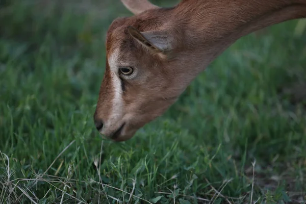 Jolie Chèvre Sur Prairie Été Avec Herbe Paysage Extérieur Avec — Photo