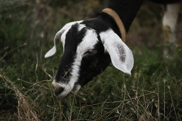 Słodka Koza Letniej Łące Trawą Krajobraz Zewnętrzny Kozami — Zdjęcie stockowe