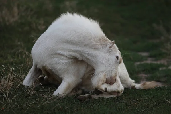 Jolie Chèvre Sur Prairie Été Avec Herbe Paysage Extérieur Avec — Photo