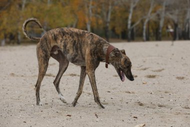 Şirin bir tazı köpeği. Tazı doğa arka planında