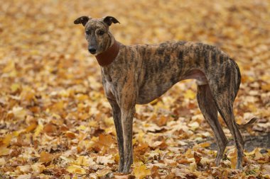 Şirin bir tazı köpeği. Tazı doğa arka planında