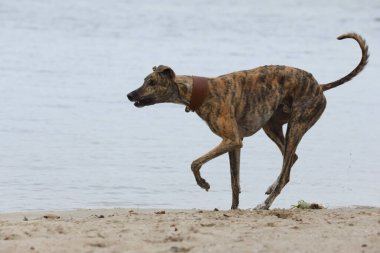 Şirin bir tazı köpeği. Tazı doğa arka planında