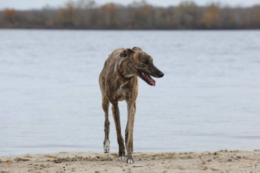 Şirin bir tazı köpeği. Tazı doğa arka planında
