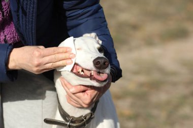 Şirin bir tazı köpeği. Tazı doğa arka planında