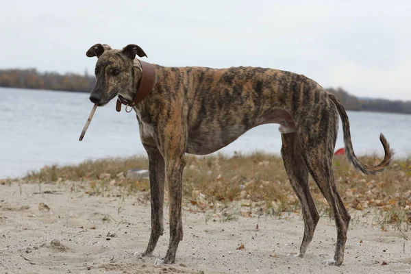 Cão Galgo Bonito Livre Greyhound Fundo Natureza — Fotografia de Stock