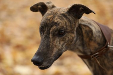 Şirin bir tazı köpeği. Tazı doğa arka planında