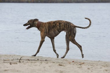 Şirin bir tazı köpeği. Tazı doğa arka planında