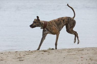 Şirin bir tazı köpeği. Tazı doğa arka planında