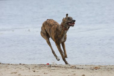 Şirin bir tazı köpeği. Tazı doğa arka planında